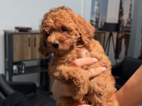 45 GÜNLÜK ERKEK TOY POODLE