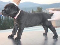 A SCR KIF-FCI KAYITLI CANE CORSO YAVRULAR