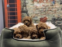 Irk garantili toy poodle yavrularımız @petclubadanaa