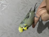 Eşe Hazır Damızlık Muhabbet Kuşları