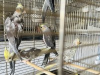 Sultan papağanlar toplu ya da adetli sahiplendirilecektir