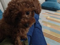 Toy poodle kore