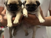 Gül kuyruk pug yavrular her yere gönderilir 