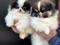 Show kalite ayı suratlı pomeranian boo yavrularımız