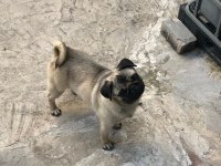 (Uygun) Yakışıklı pug oğlan ODİN