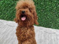 Toy poodle damızlık dişiler