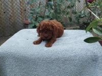 Toy Poodle Yavruları