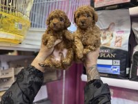 Toy Poodle Kendi Köpeğimizin Bebekleri Uygun