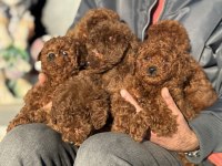 Wc eğitimli aşılı pasaportlu toy poodle yavrular