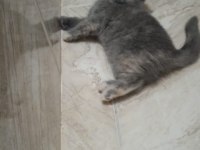 British shorthair sağlıklı güzel bakılmış yavrular