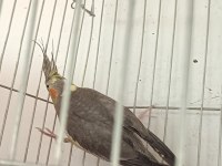 2 yaşında barut gibi dişi eşe hazır sultan papağanı