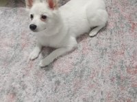 Oyuncu spitz kızımız