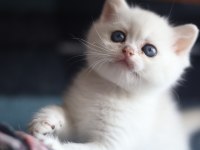 British shorthair Silver erkek