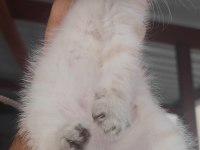 Scottish fold kedimiz