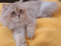 British longhair sevimli cana yakın uysal