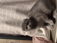 Scottish fold kedimiz
