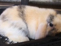 Hollanda Lop Yavru Tavşanlar