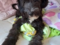 Morkie Terrier 7 aylık erkek