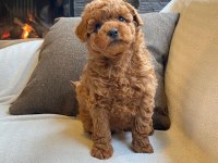 Red Brown Toy Poodle Yavruları İstanbul
