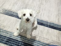Köpeğimiz 1.5 yaşında maltese
