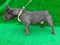 BLUE ERKEK FRENCH BULLDOG
