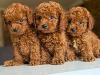 Orijinal toy poodle bebeklerimiz