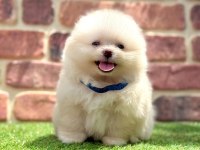 Türkiyenin en küçük köpekleri pomeranian boo