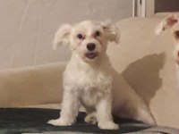 25 ocak doğumlu dişi terrier