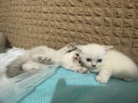 scottish straight ve scottish fold cinsi yavrularım