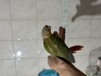 Evcil El Besleme Konur Papağanı