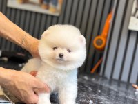 Pomeranian Boo