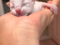 Ragdoll yavrular rezerveye açık 15 Ekim Teslim