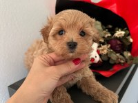 TEACUP MALTİPOO YAVRULARI