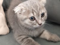 Yavru kedi