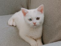 British shorthair yavrumuz