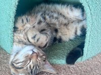 Maine Coon Anne Bengal Baba Melez Kedimiz