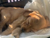 Amerikan cocker köpekler