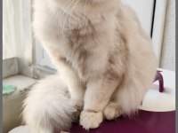 Güzel British Longhair Kızımıza Yuva Arıyoruz