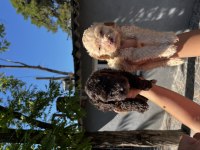 Lagotto Romagnolo Yavrularım