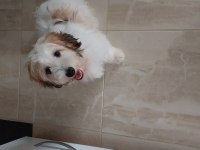 Havanese terrier 5 aylık