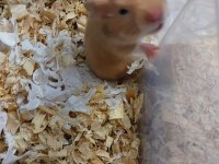6 adet hamster
