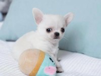 TÜRKİYENİN EN MİNİK TEACUP CHİHUAHUA BEBEKLERİ