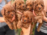 Sağlıklı Aşılı Toy Poodle Yavrularımız