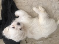 Minik yavrularımız yuvalarını arıyor