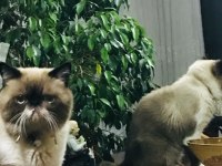 2 yaşında exotic shorthair
