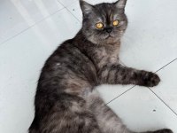 İran kedimiz sahiplendiriyoruz