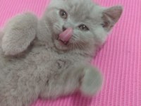 Lilac british shorthair bebekler