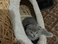 3 aylık dişi scottish fold yavru sahiplendirilecektir