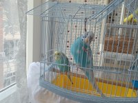 Çift muhabbet kuşu erkek konuşuyor