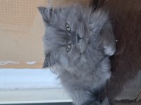 2 aylık british longhair yavrular sahiplendiriyorum